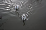 Swans on the river in Oxford
