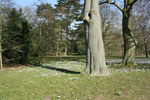 Spring crocuses in Oxford University Parks