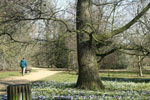 Spring crocuses in Oxford University Parks