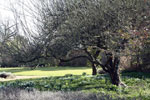 Spring crocuses in Oxford University Parks