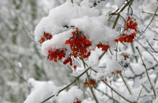 Flowers (or perhaps berries?) under the snow