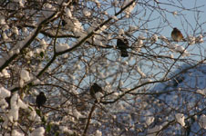 A group of appropriately festive robins in Wolvercote; photographer Simon Berry