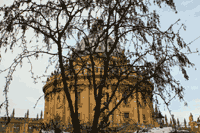 Bodleian Library through a tree