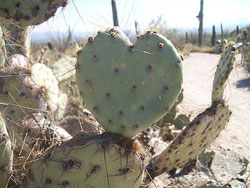 cactus heart - this image courtesy of wikimedia commons