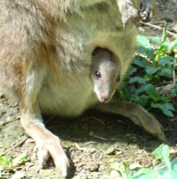 A wallaby at Cotswold Wildlife Park considers the outside world