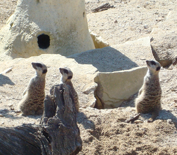 Meerkats at Cotswold Wildlife Park lean back to watch a plane go over