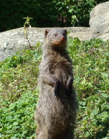 A mongoose, inscrutable, at Cotswold Wildlife Park