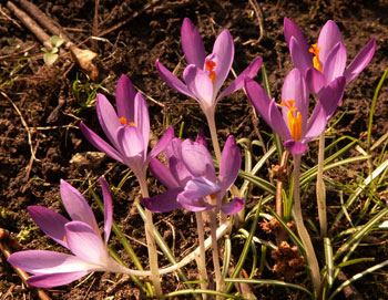 Headington Hill Park crocuses