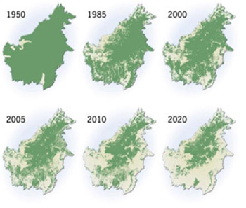 WWF map of deforestation in Borneo