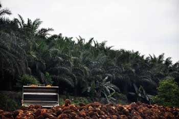 Palm oil processing in Malaysia