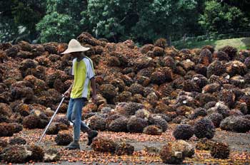 Palm oil processing in Malaysia