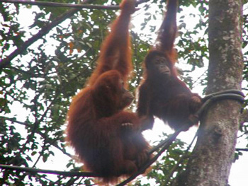 Orangutans in Singapore Zoo