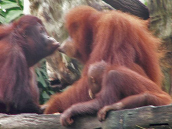 Orangutans in Singapore Zoo