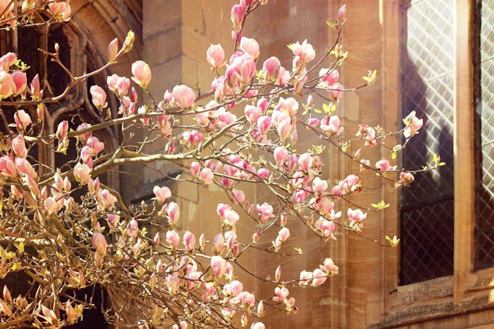 High Street Blossoms by Lesli Lundgren