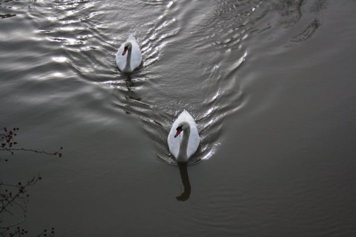 Oxford Swans by Mark Brus