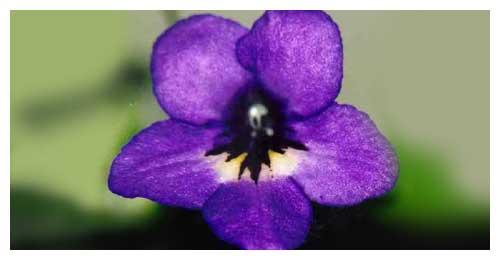 purple flower image