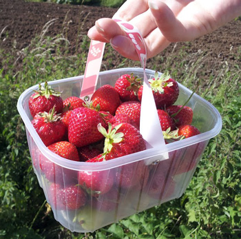 Pick your own farms, Oxfordshire