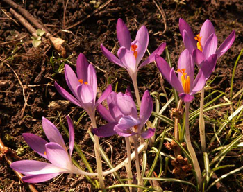 Crocuses in Headington Hill Park