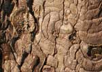Interesting patterns