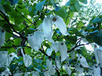 Image of Handkerchief Tree courtesy of Teg752 via Wikimedia Commons - click for bigger view