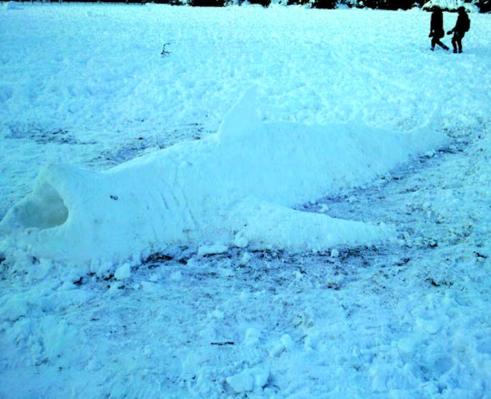 Snow Shark by Tom Merritt